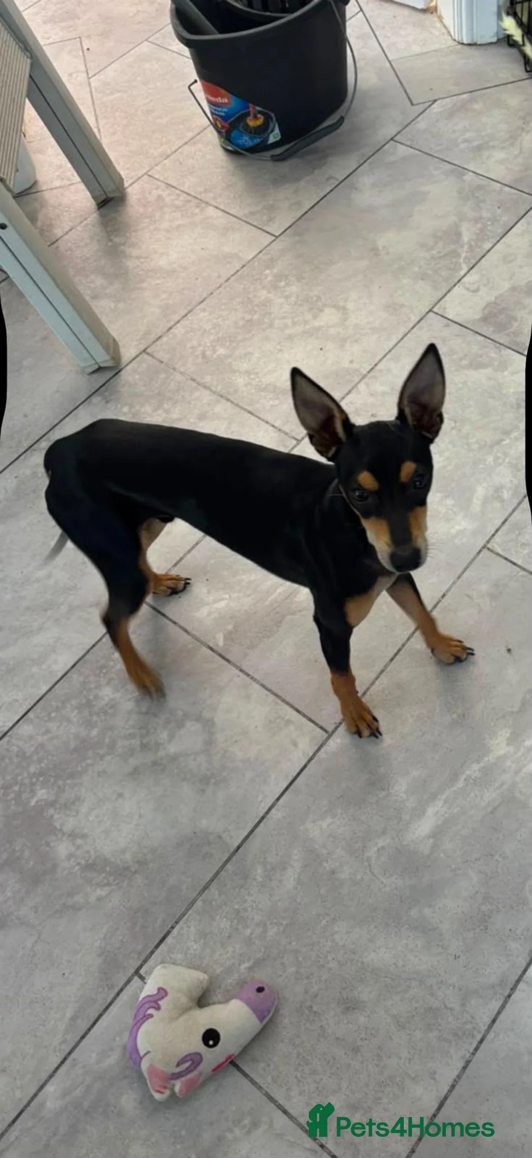 Mixed Breed dogs for sale: Miniature pinscher - Advert 2