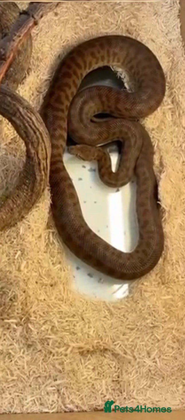 Snake reptiles Australian spotted python  - Advert 1