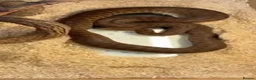 Snake reptiles for sale: Australian spotted python  in Liverpool - Advert 1