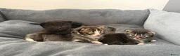 British Longhair cats for sale: 5 adorable kittens  - Advert 13