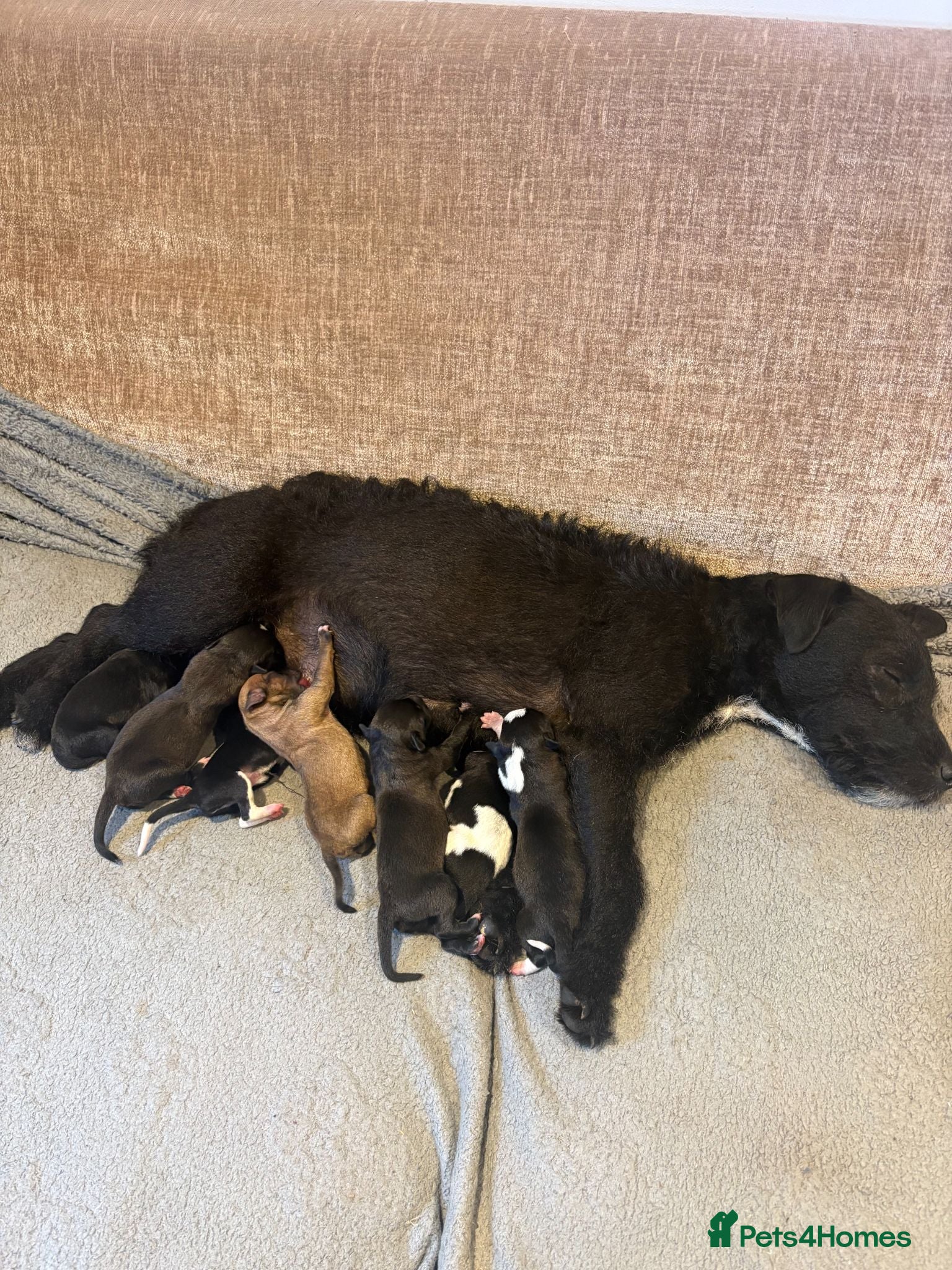 Mixed Breed dogs Puppies for sale - Advert 6