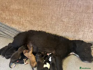 Mixed Breed dogs Puppies for sale - Advert 1