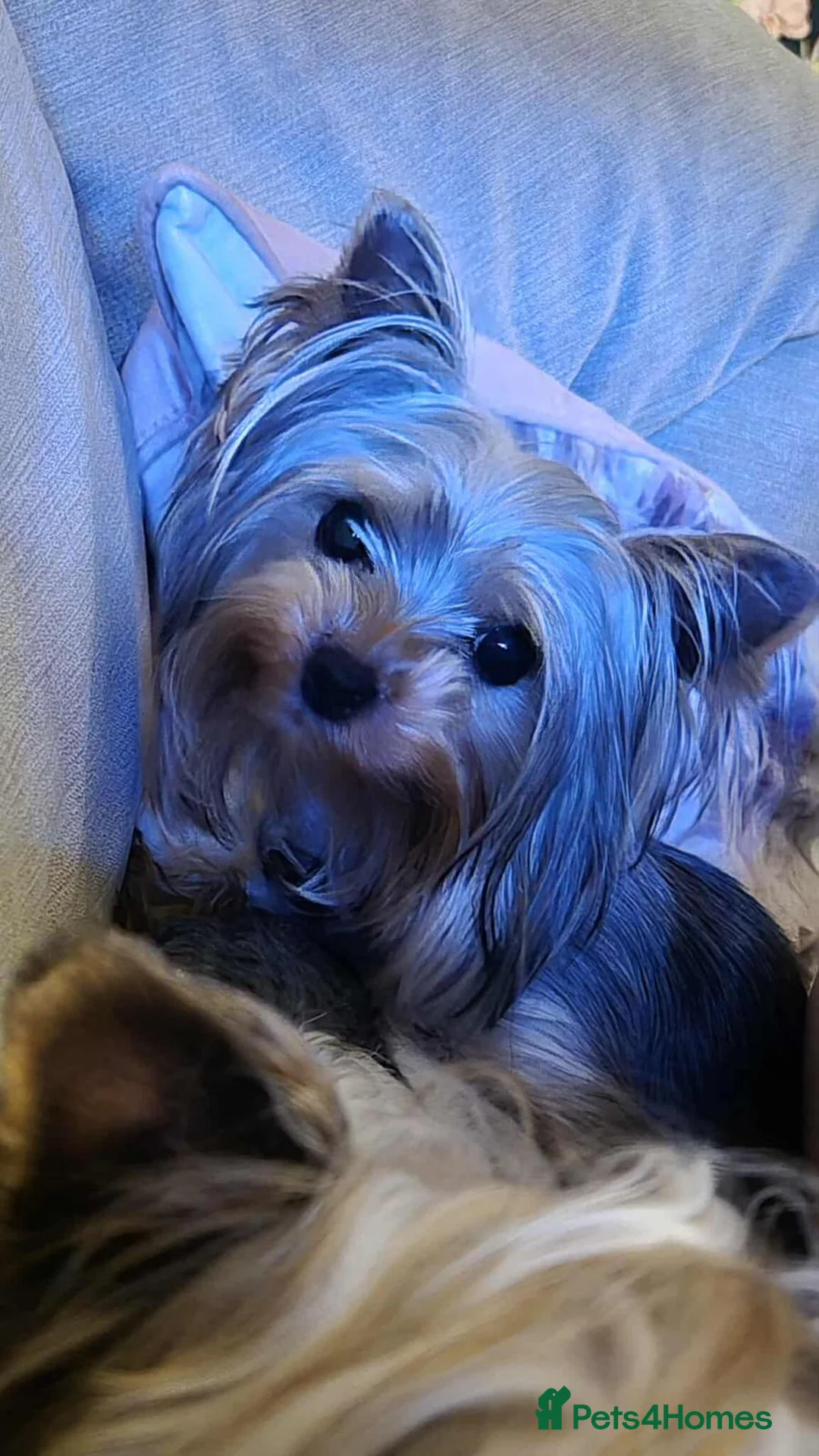 Yorkshire Terrier dogs for sale: TINY pedigree Girl - Advert 1