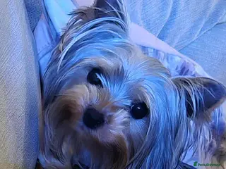 Yorkshire Terrier dogs TINY ** Girl - Advert 1