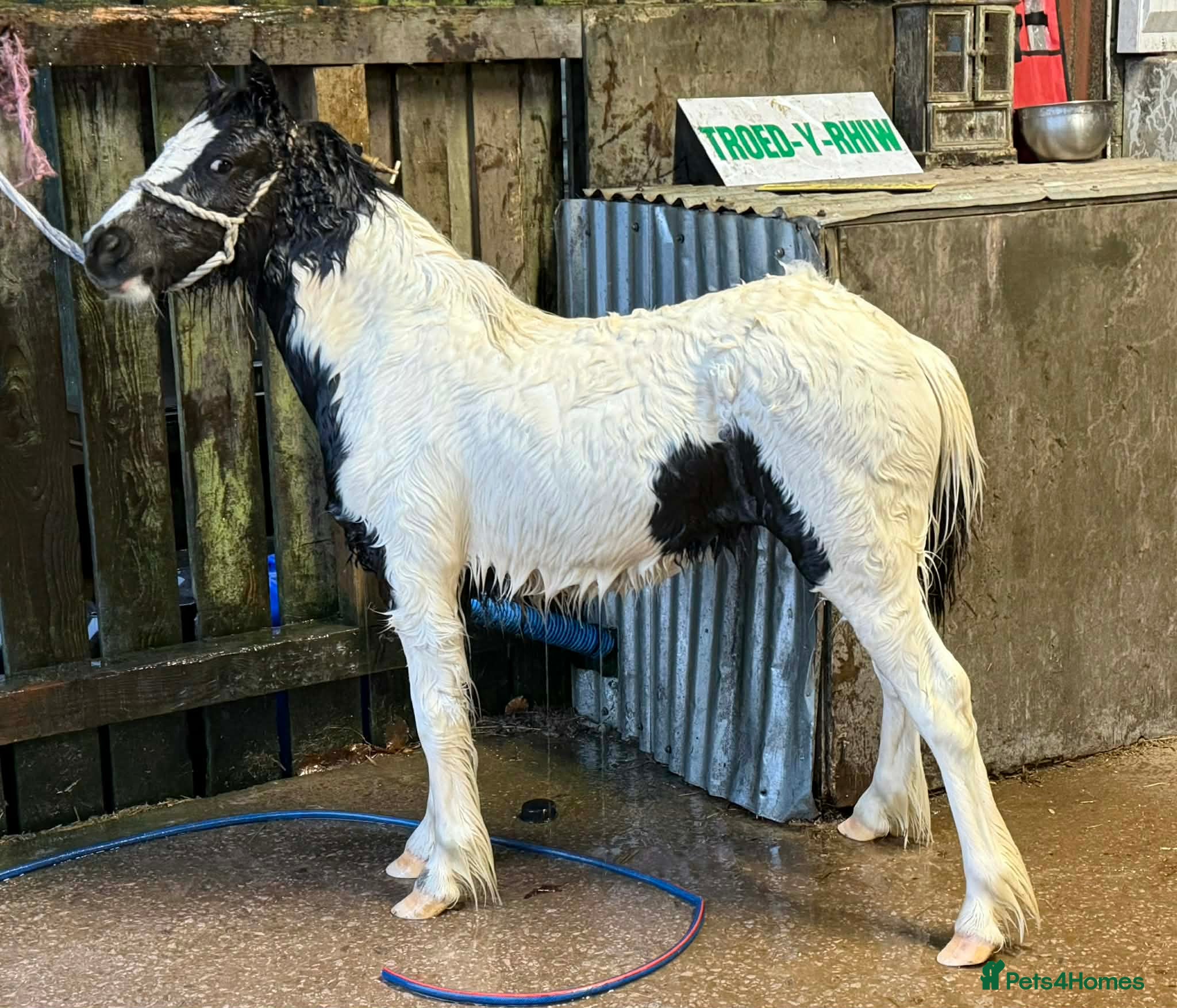 Shetland pony horses Two Gorgeous Yearling Shetland x Gypsy Cob Fillies - Advert 12