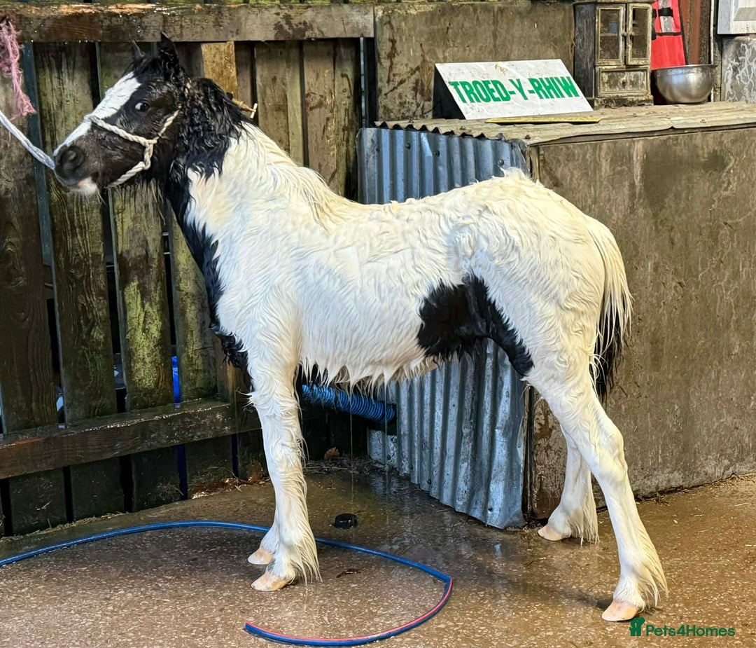 Shetland pony horses for sale: Two Gorgeous Yearling Shetland x Gypsy Cob Fillies - Advert 1