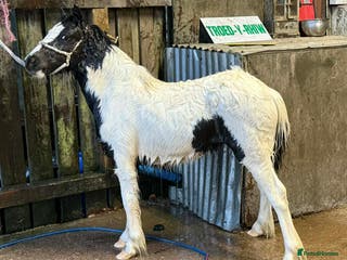 Shetland pony horses Two Gorgeous Yearling Shetland x Gypsy Cob Fillies - Advert 12