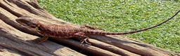 Bearded Dragon reptiles for sale: Black bloodline 100% red monster bearded dragons  - Advert 15