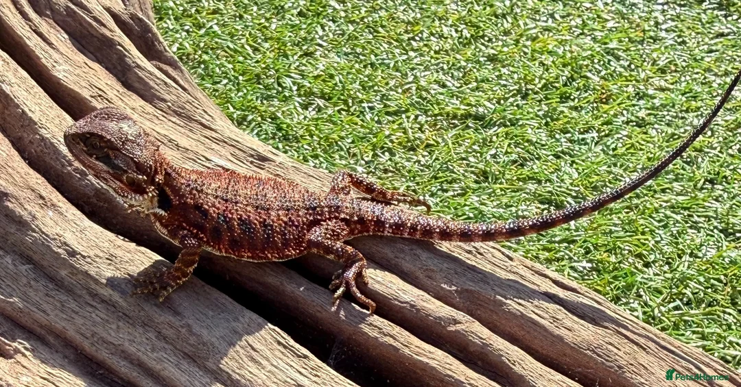 Bearded Dragon reptiles for sale: Black bloodline 100% red monster bearded dragons  - Advert 15