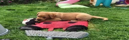 Labrador Retriever dogs for sale: Rkc reg, dna health test, hip and elbow score,  in Dulverton - Advert 5