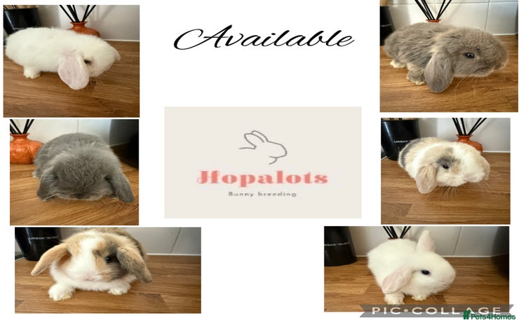 Mini Lop rabbits - Advert 8