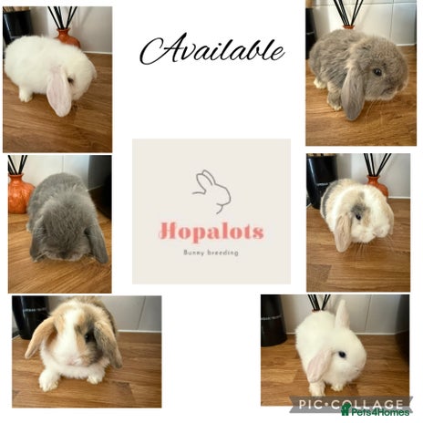 Mini Lop rabbits - Advert 8