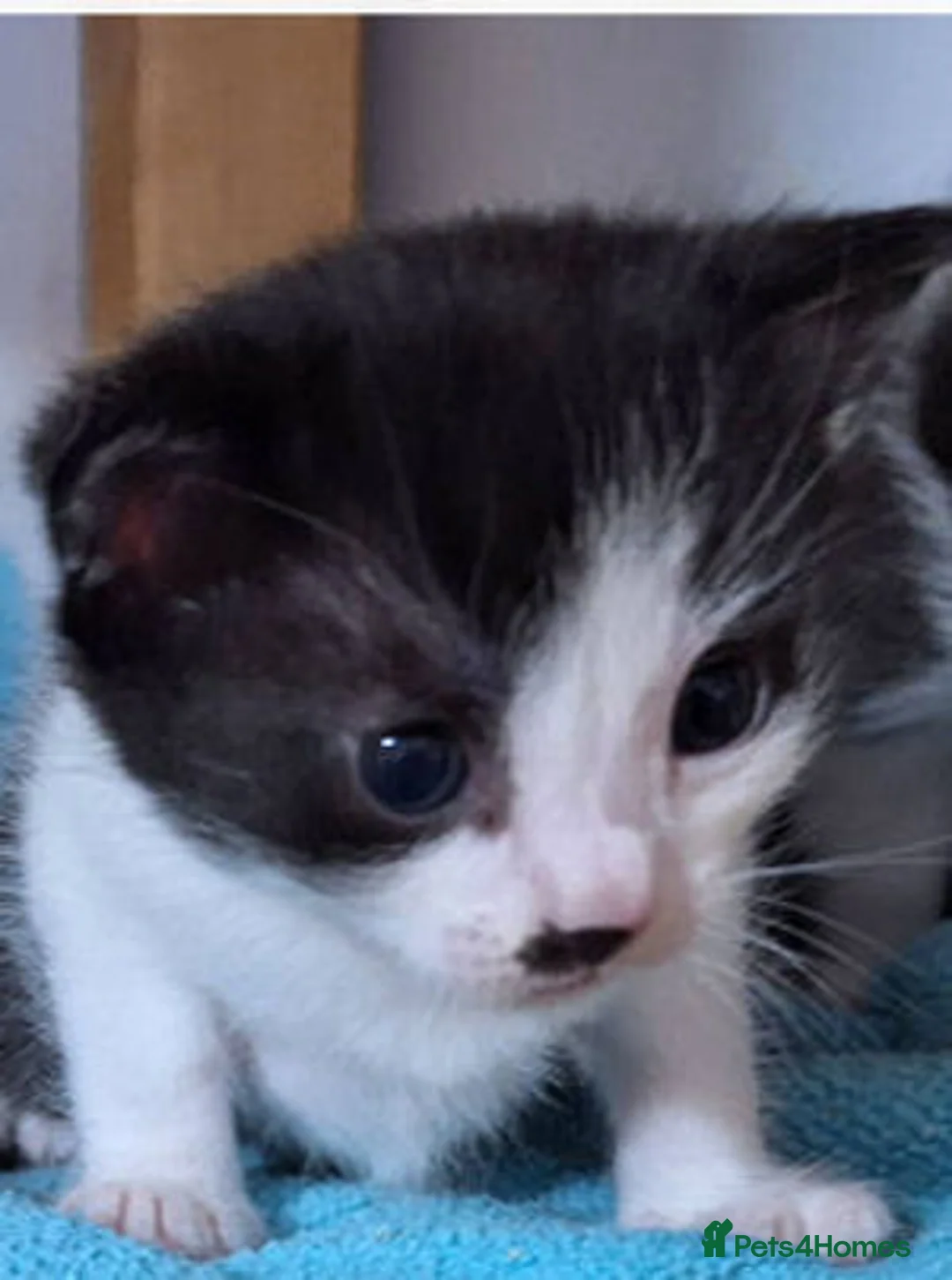 Mixed Breed cats for adoption: IGOR AND IVAN - Advert 1