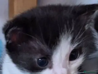 Mixed Breed cats IGOR AND IVAN - Advert 1