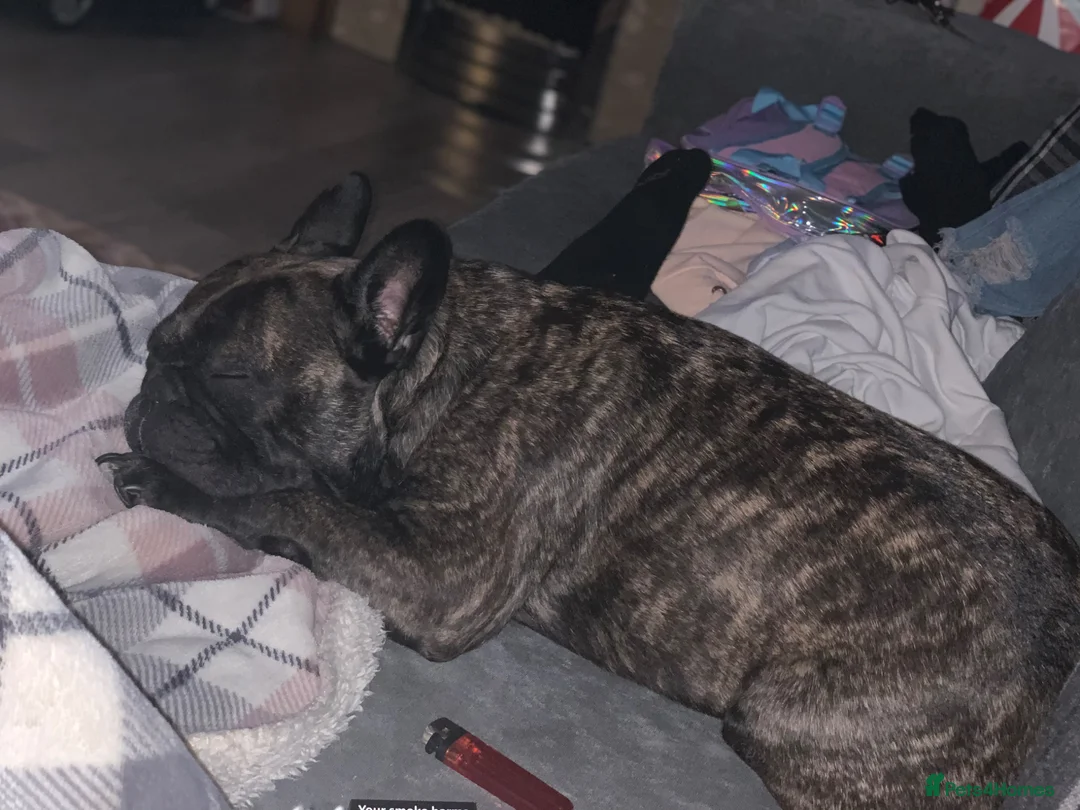 French Bulldog dogs for sale: French bulldog for sale - Advert 3