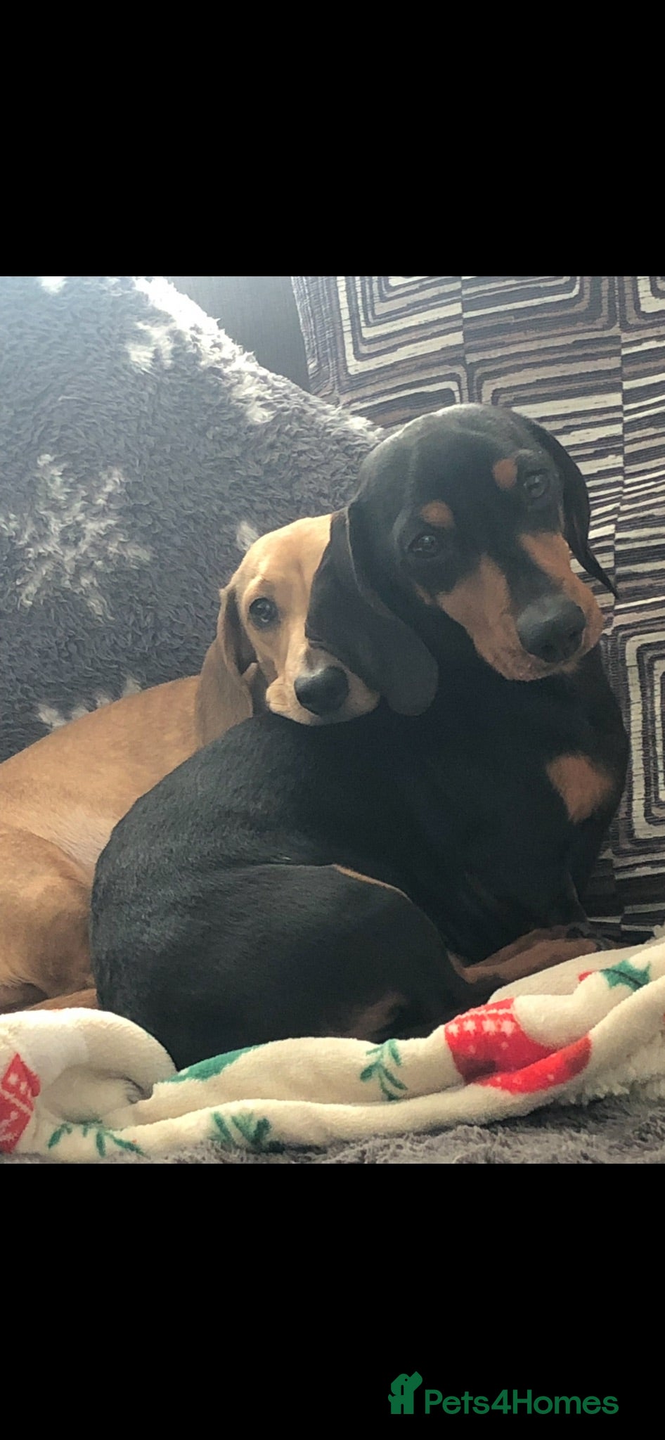 Miniature Dachshund dogs Adult male and female miniature dachshund. - Advert 14