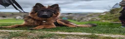 German Shepherd dogs for sale: KC registered Long Haired German shepherd puppies  - Advert 9