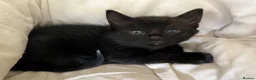 Mixed Breed cats for sale: Kittens for sale, farm bred, home reared in Chippenham - Advert 11