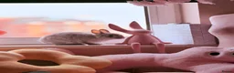 Netherland Dwarf rabbits for sale: Netherland Dwarf Bunnies Looking for a new home - Advert 2