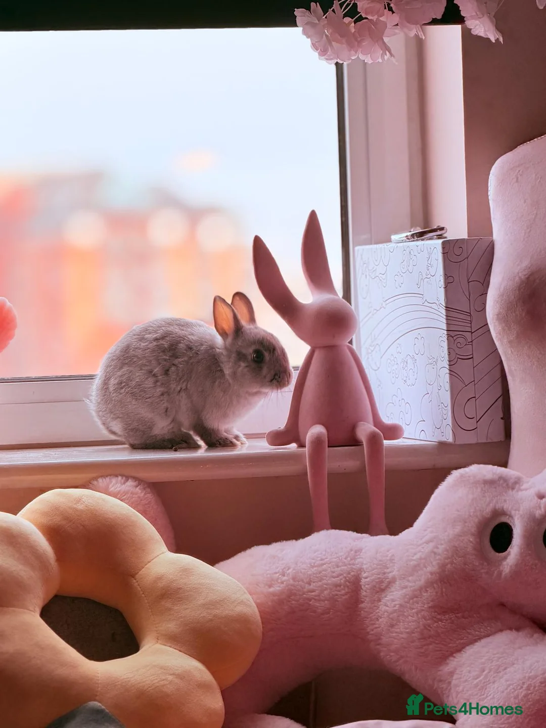 Netherland Dwarf rabbits for sale: Netherland Dwarf Bunnies Looking for a new home - Advert 2