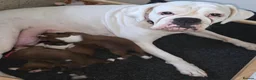 Boxer dogs for sale: Beautiful chunky boxer puppies in Bury Saint Edmunds - Advert 2