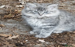 British Shorthair cats for sale: British Shorthair x - Image 1