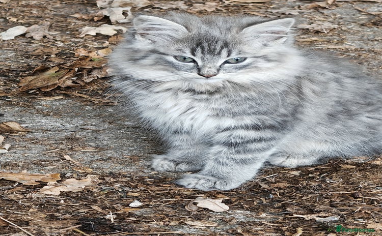 British Shorthair cats - Advert 4