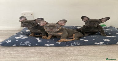 French Bulldog dogs in London - Advert 13