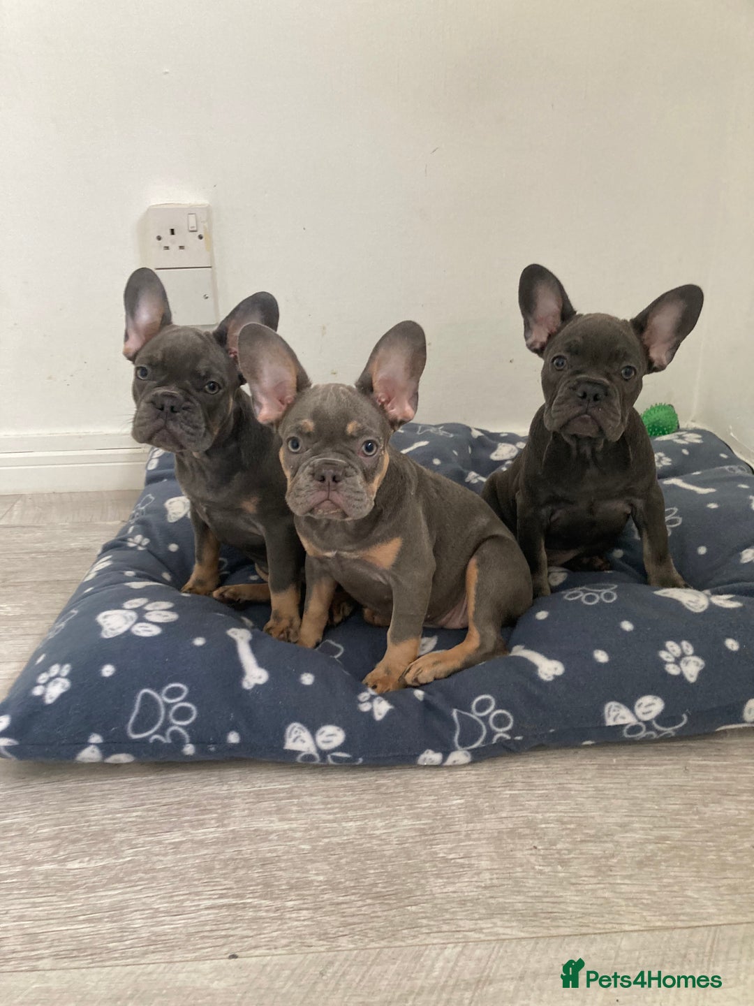 French Bulldog dogs for sale: 🐾 PRICE DROP ONLY 2 AVAILABLE ! 🐾 in London - Image 1
