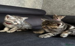 Scottish Fold cats for sale: Scottish fold/straight - Image 15