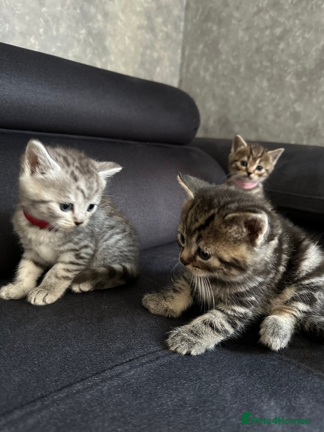 Scottish Fold cats for sale: Scottish fold/straight - Image 15