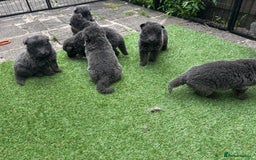 German Shepherd dogs for sale: Blue German shepherd puppies - Image 2