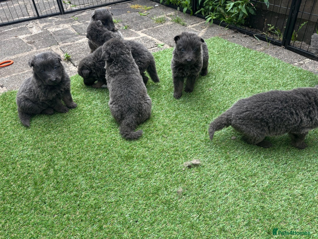 German Shepherd dogs for sale: Blue German shepherd puppies - Image 2