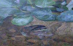 Python Snake reptiles for sale: Ball python  - Image 4