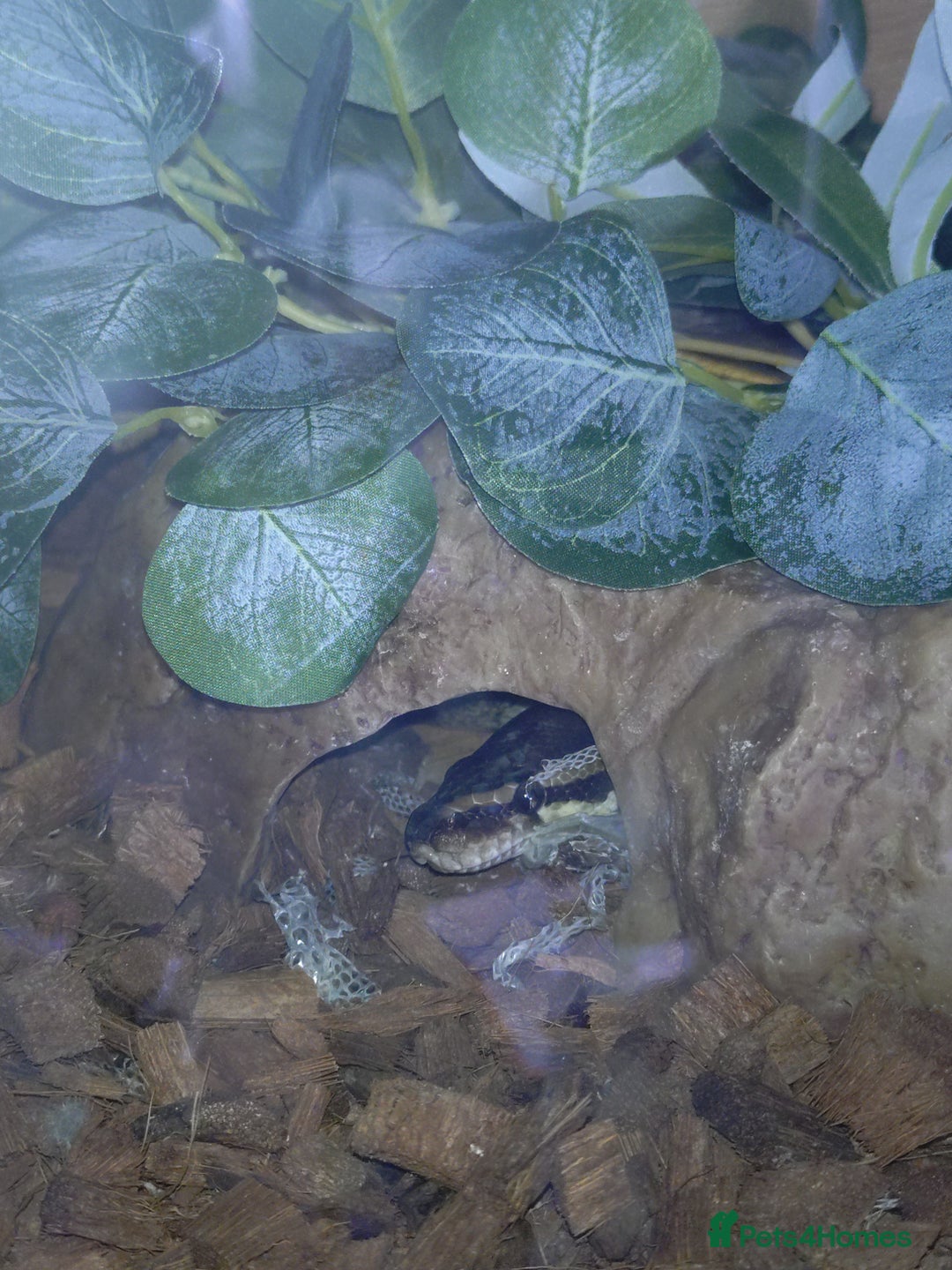 Python Snake reptiles for sale: Ball python  - Image 4