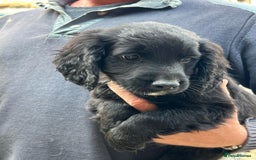 Sprocker dogs for sale: Sprocker - Image 3