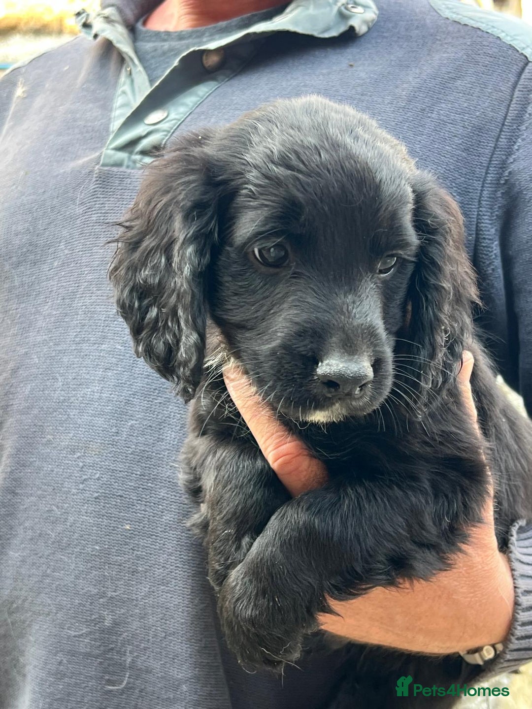 Sprocker dogs for sale: Sprocker - Image 3