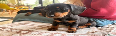 Mabel - Miniature Dachshund Puppy 1