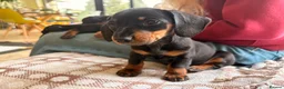 Miniature Dachshund dogs for sale: Baby Girl Mabel - Miniature Dachshund  - Advert 18