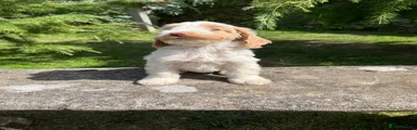 Cockapoo 2