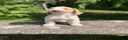 Cockapoo dogs for sale: Cockapoo  - Advert 6
