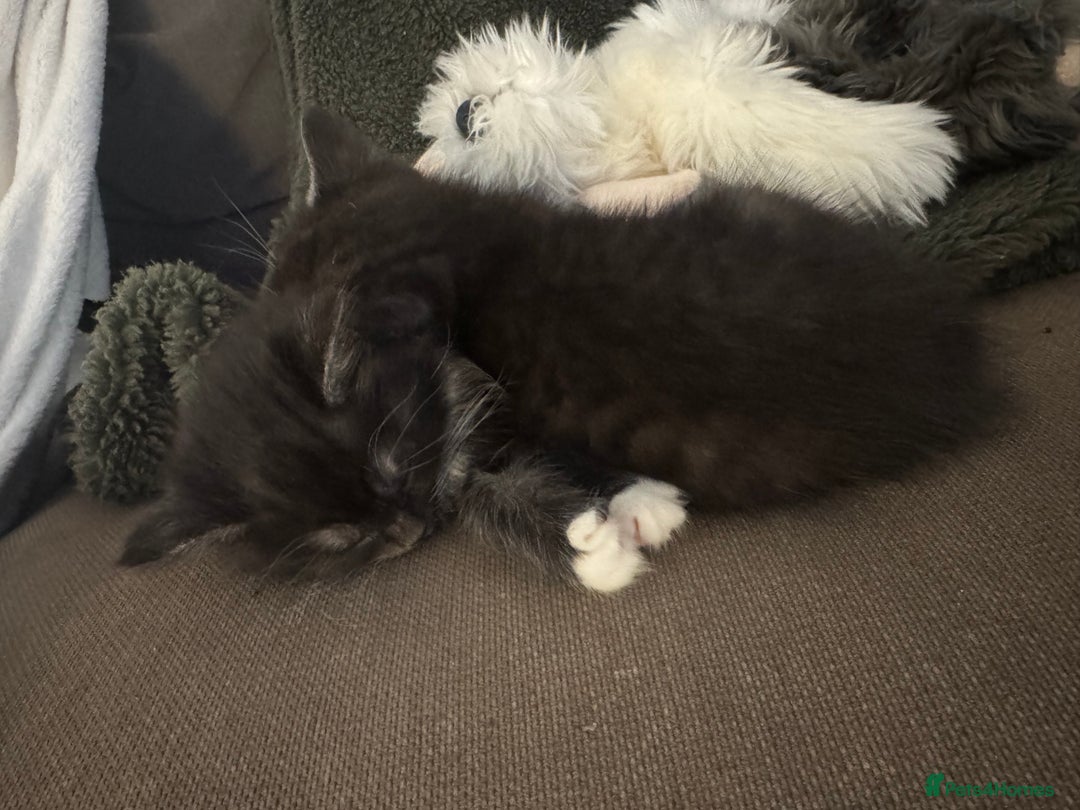 Maine Coon cats for sale: 5 beautiful kittens  - Advert 22