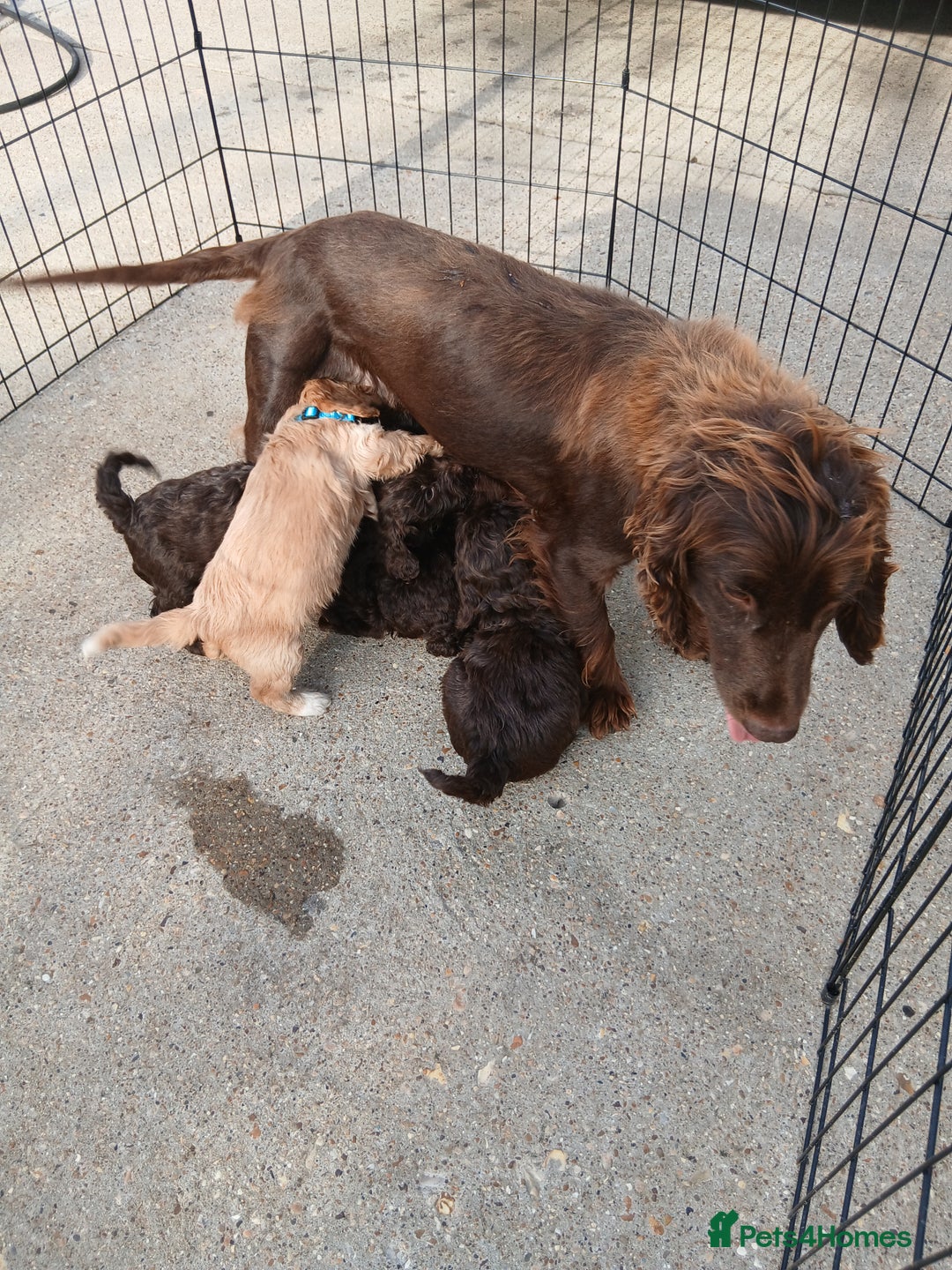 Cockapoo dogs for sale: 5 cockapoo puppies - Image 8