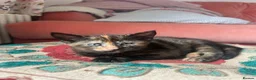 British Shorthair cats for sale: Lovely female tortoiseshell kitten for sale.  - Advert 5