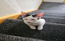 Mixed Breed cats for sale: Kit Kat - Image 2