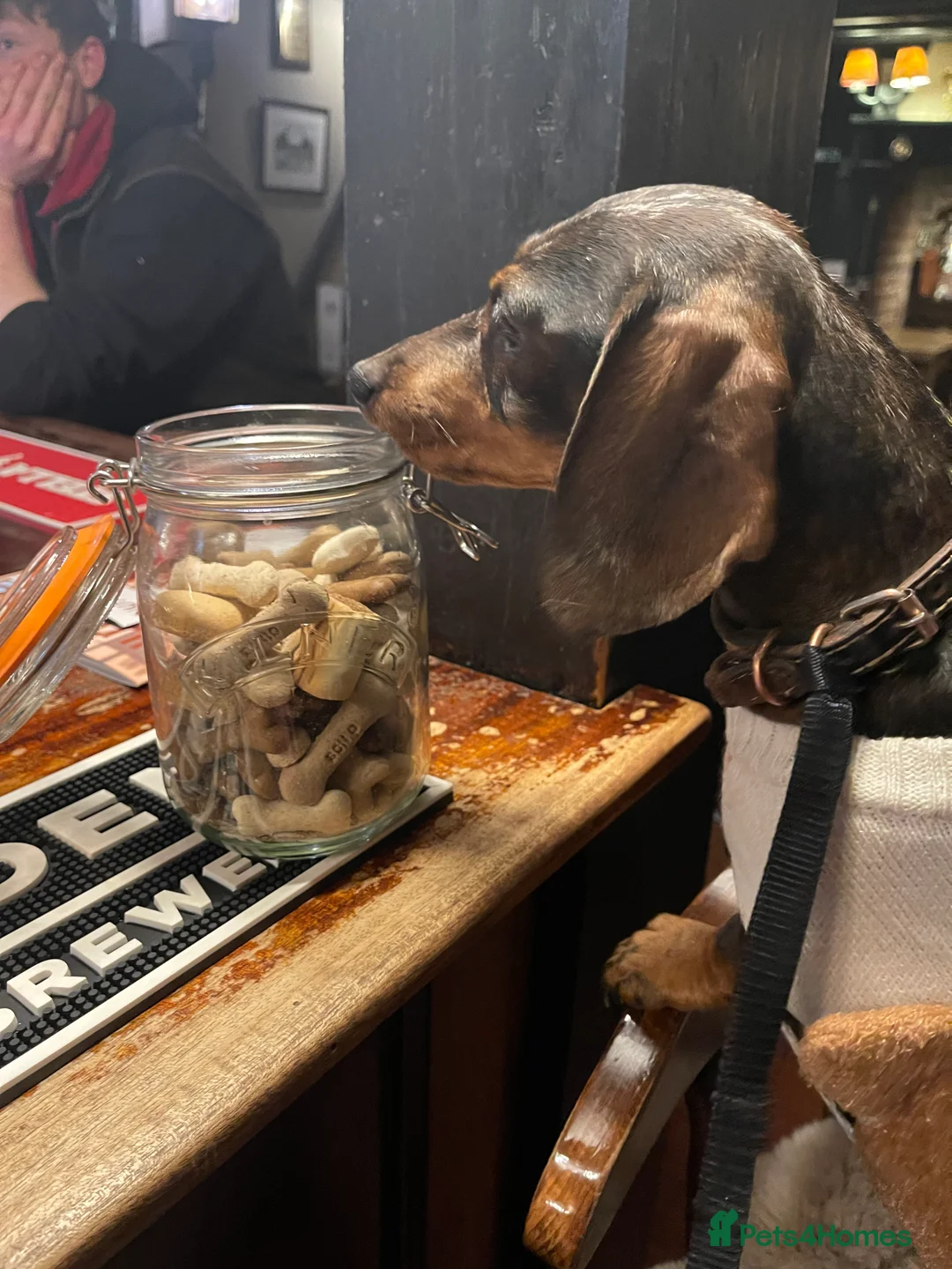Miniature Dachshund dogs for sale: Stunning tiny KC Miniature Dachshunds - Advert 12