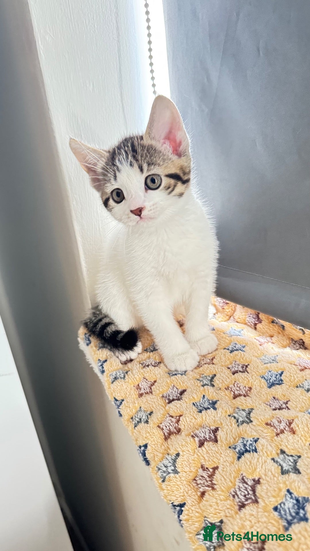 Mixed Breed cats 🐾 Beautiful Kittens for Sale 🐾 - Advert 12