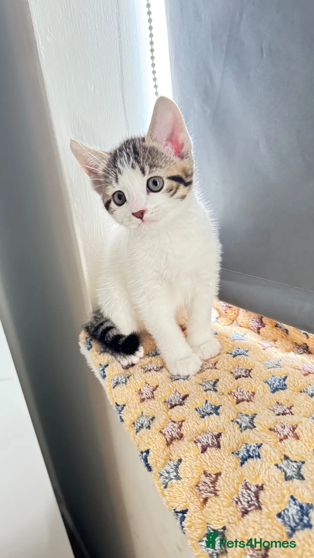 Mixed Breed cats for sale: 🐾 Beautiful Kittens for Sale 🐾 in Reading - Advert 1