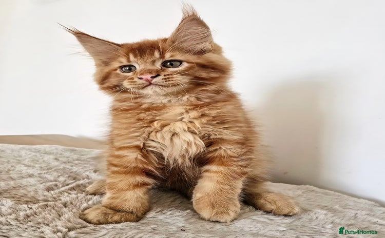 Maine Coon cats - Advert 12