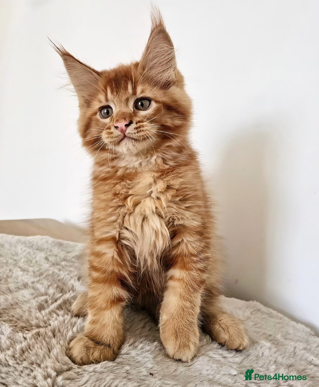 Maine Coon cats for sale:   Maine Coon kittens looking for loving homes - Image 1